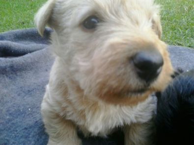wheaten scottish terrier puppies for sale wheaten scottish terriers scotties for sale west rand dogs and puppies wheaten scottish terrier puppies for sale wheaten scottish terriers scotties for sale west rand dogs and puppies